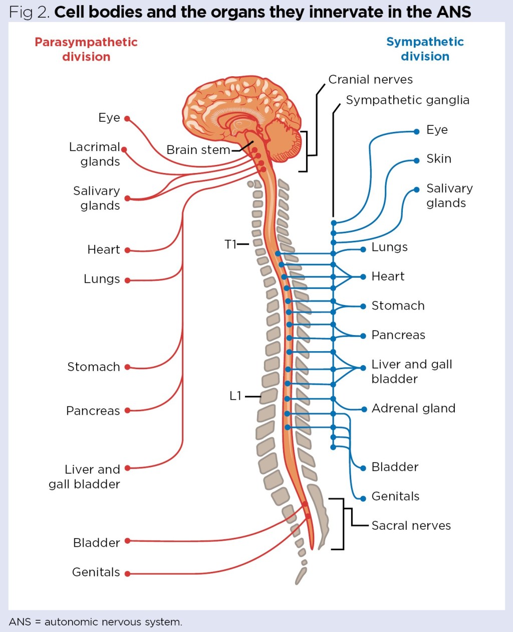 Your Body Is In Need Of Minerals And Vitamins To Make&nbsp;Energy